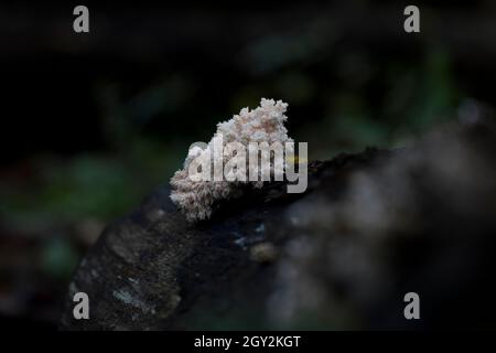 Löwen Mähne Pilz hericium coralloides wächst im Wald. Stockfoto