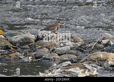 Grauköpfiger Kiebitz (Vanellus cinereus) Erwachsener, der auf Müll inmitten des verschmutzten Flusses Kathmandu, Nepal, steht Januar Stockfoto
