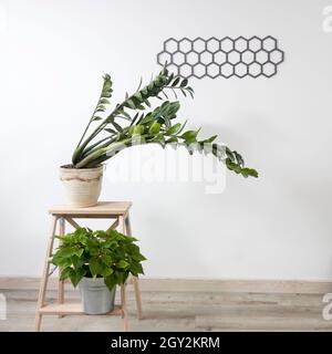 Zamioculcas Pflanze in Tontopf und Poinsettia auf Hocker in weißem modernen Interieur. Dekorative diamantförmige Platte an der Wand. Skandinavischer Stil Stockfoto