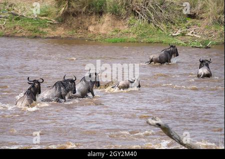 Nilkrokodil (Crocodylus niloticus) greift eine Herde blauer Gnus (Connochaetes taurinus mearnsi) an, die während der Wanderung den Fluss überquert, Masai Mara, K Stockfoto