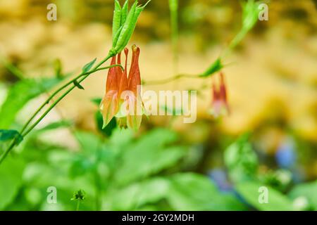 Rot und gelb blüht dicht an grün und braun Stockfoto