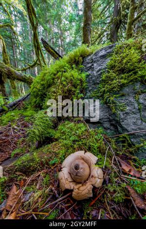 Abgerundeter Erdstern, Geastrum saccatum, im feuchten Wald am Treppenhaus im Olympic National Park, Washington State, USA Stockfoto