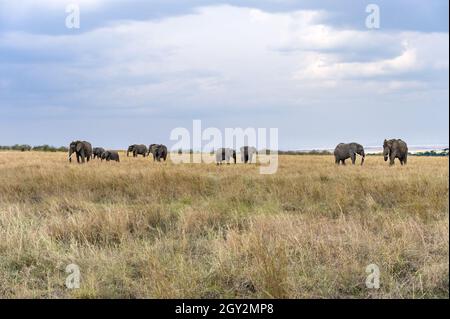 Herde der Afrikanischen Busch Elefanten Wandern durch hohes Gras (Loxodonta Africana), Masai Mara National Reserve, Kenia, Ostafrika Stockfoto