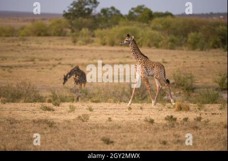 Juvenile Masai Giraffe (Giraffa camelopardalis tippelskirchi), Maasai Mara, Kenia Stockfoto