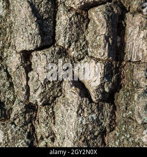 Baumrindenstruktur, Nahaufnahme von rauem Holzhintergrund. Selektiver Fokus Stockfoto