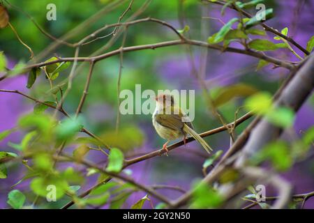 Gewöhnlicher Schneidervögel, einer der Sängervögel Stockfoto