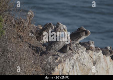 Gruppe der Braunen Pelikane, die auf dem Felsen ruhen. Pelecanus occidentalis. Stockfoto
