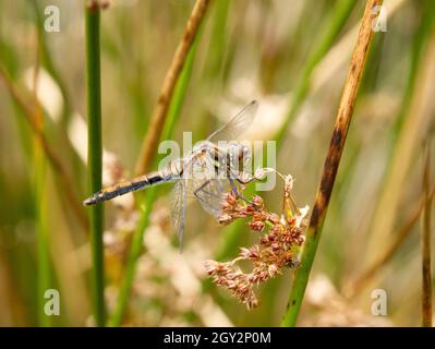 Weibliche schwarze Darter (Sympetrum danae) Libelle auf der Pondside Vegetation, Boyne Water, Brown Clee, Shropshire, Großbritannien Stockfoto