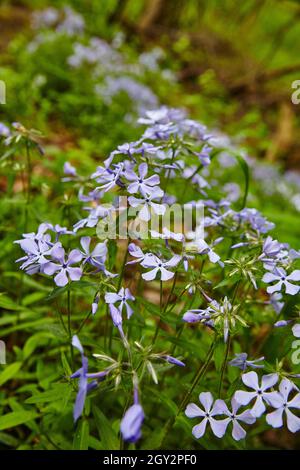 Kleine lila Wildblumen wachsen in einem bewaldeten Gebiet Stockfoto
