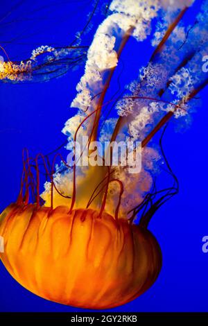 Leuchtend orangefarbene Quallen schwimmen in einem Aquarium vor blauem Hintergrund nach unten Stockfoto