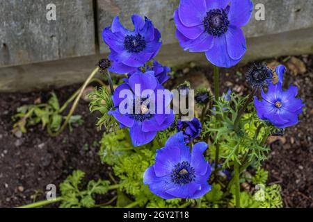 Lila Anemone Blumen Stockfoto