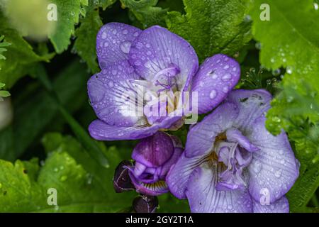 Blasse violette Freesias im Regen Stockfoto