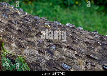 Ein Geldbaum mit Münzen, die in den Stamm eingehämmert wurden Stockfoto