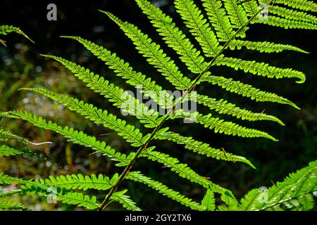 Farnblatt: Helles grünes Blatt mit Sonnenlicht und dunklem Hintergrund im Forest of Dean, Gloucestershire, England, Großbritannien. 2021 Stockfoto