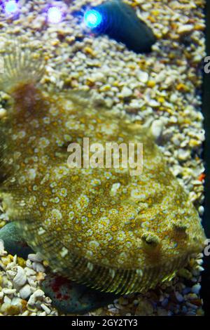 Flacher gelber Fisch mit Gänseblümchen-ähnlichen Mustern schwimmt in einem Aquarium Stockfoto