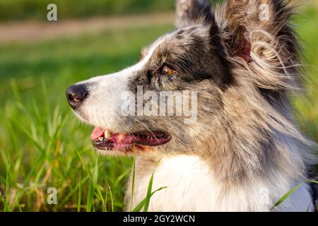 Welsh Corgi Strickjacke auf grünem Gras im Freien Stockfoto