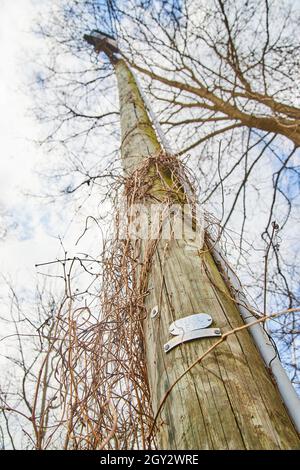 Im Winter wachsen im Winter Weinreben an der Telefonleitung auf Stockfoto