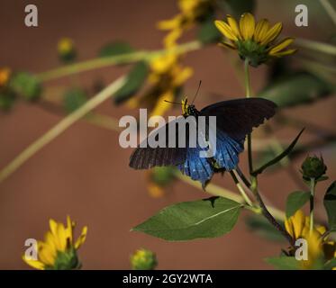 Schöne blaue offene, dorsale Flügel des Pipevine Swallowtail Butterfly in wilden Sonnenblumen in Arizona sind schön, aber Ende September getragen Stockfoto