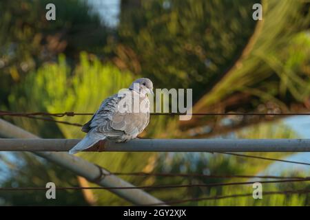 Vogeltaube mit Kragen auf Metallrohr in Sonnenlicht mit Palmen aus Fokus Hintergrund gesetzt Stockfoto