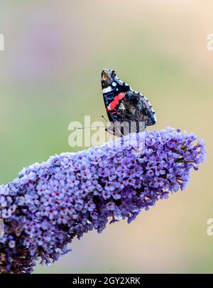 Vanessa atalanta, ein Schmetterling des Roten Admirals, trinkt Nektar aus einer purpurnen Buddleja-Blume vor einem völlig unverschämten natürlichen Hintergrund. Stockfoto