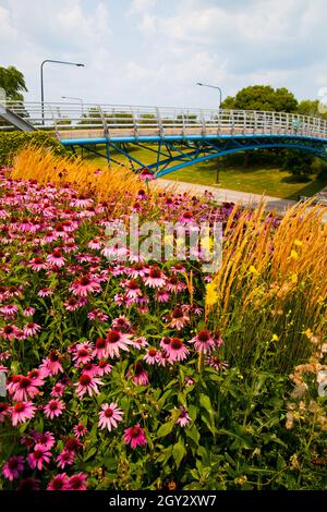 Gelb-orange und lila Wildblumen im Vordergrund mit einer blau-braunen Brücke im Hintergrund Stockfoto
