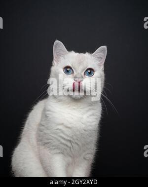 Niedliche weiße blauäugige britische Kurzhaarkatze leckt Lippen und schaut auf das Kameraporträt auf schwarzem Hintergrund Stockfoto