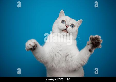 Verspielte weiße britische Kurzhaarkatze mit blauen Augen, die beim Spielen lustig aussehen Stockfoto