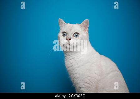 Schönes blauäugig weißes britisches Kurzhaar-Katzenportrait auf blauem Hintergrund mit Kopierraum Stockfoto