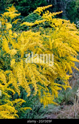 Ambrosia artemisiifolia oder gewöhnliche Ragweed-Pflanze, die in Alabama, USA, wächst und blüht. Stockfoto