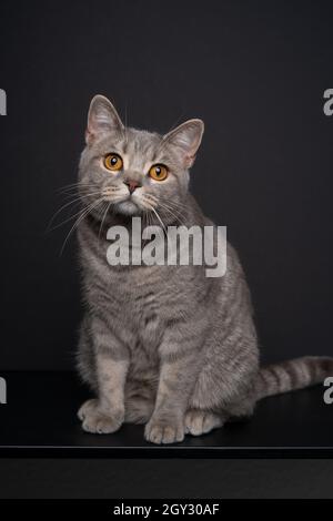 Niedliche gestromte britische Kurzhaarkatze sitzt auf schwarzem Tisch vor schwarzem Hintergrund Stockfoto