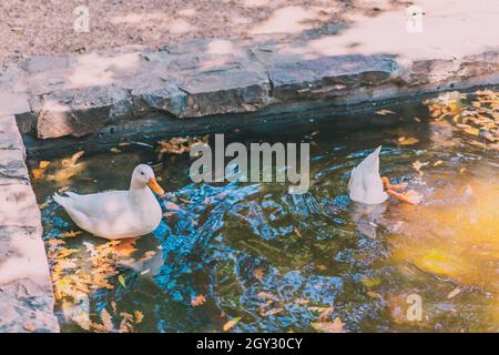 Nahaufnahme einer weißen Ente im Teich mit abgefallenen Blättern Stockfoto
