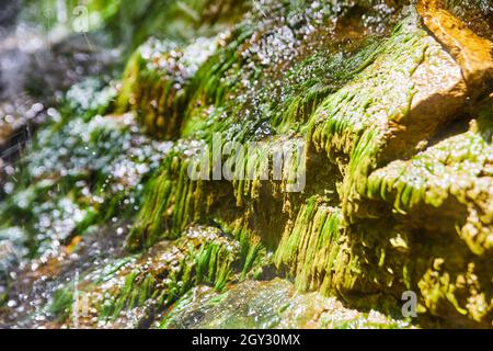 Nahaufnahme von mit Moos bedeckten Felsen mit Wasser Stockfoto