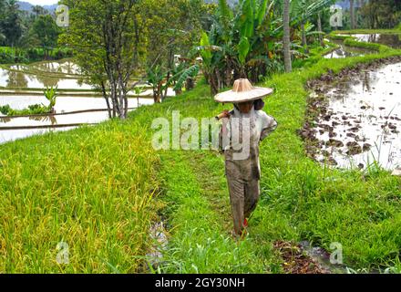 Eine Reisehäuferin oder Reisfeldarbeiterin mit einem Strohhut und schlammigen weißen Kleidern, die ein Grabwerkzeug in Bukittinggi, West-Sumatra, Indonesien, tragen. Stockfoto