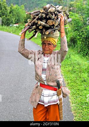 Eine ältere Frau, die im Harau Valley, West-Sumatra, Indonesien, eine Straße entlang geht und ein Holzbündel auf dem Kopf trägt. Stockfoto