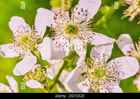 Makrodetail der frühlingsweißen Blüten frisch blühte Stockfoto