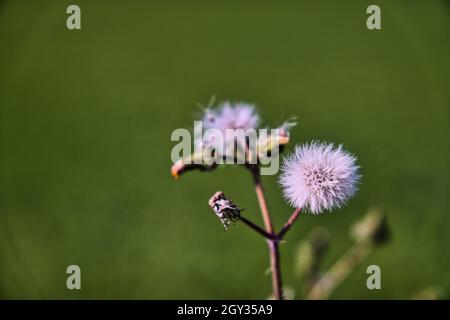 Selektive Fokusaufnahme einer violetten Mimosenpflanze auf einem verschwommenen grünen Hintergrund Stockfoto