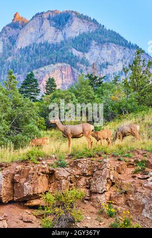 Hirsch in der Gruppe auf Klippen mit großen Bergen in der Ferne Stockfoto