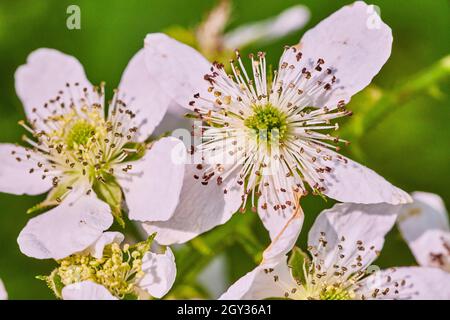 Blühende weiße Blüten im Frühling aus nächster Nähe Stockfoto