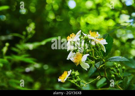 Makrodetail von blühenden weißen und gelben Blüten im Wald Stockfoto