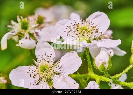 Makro von weißen Blüten im Frühling Stockfoto