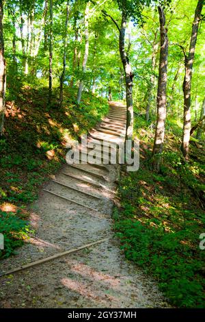 Die Holztreppe in einem Wald führt tiefer Stockfoto