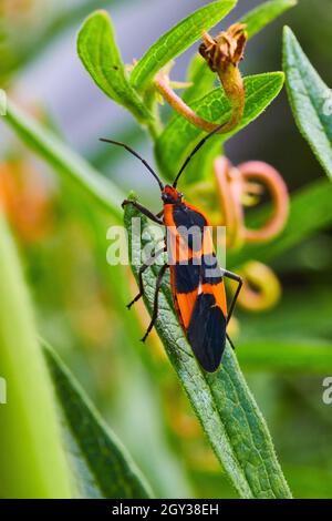 Milchkrautsamen-Käfer aus nächster Nähe am grünen Blatt festhalten Stockfoto