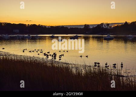 Herbstszene der Dämmerung am Hafen mit einer Herde Kanadagänse (Branta canadensis), die sich für die Nacht einpendeln. Speicherplatz kopieren. Stockfoto