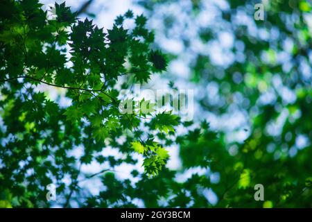 Grüne Blätter im Aokigahara-Wald, Präfektur Yamanashi, Japan Stockfoto