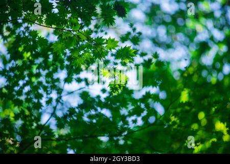 Grüne Blätter im Aokigahara-Wald, Präfektur Yamanashi, Japan Stockfoto