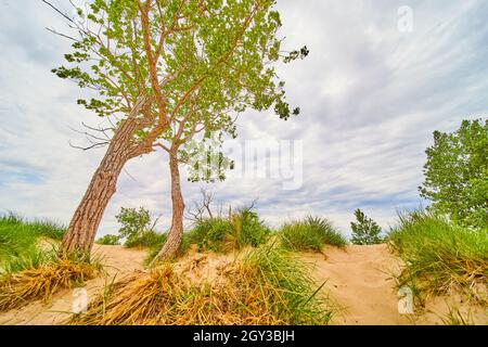In der Nähe von Bäumen im Erdgeschoss in Sanddünen mit Sand und Gräsern Stockfoto