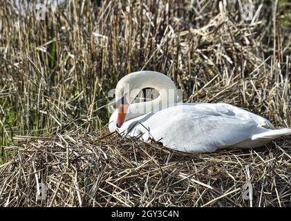 Auffällige Mute Swan auf (Cygnus olor) ihrem Nest im späten Winter. Stockfoto