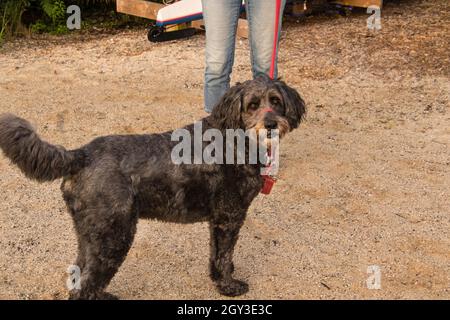Ein schwarzer Labradoodle, der auf Sand steht und an dem eine rote Leine befestigt ist Stockfoto