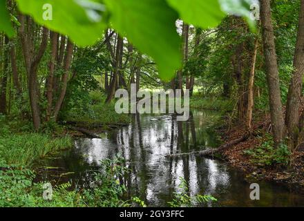 05. Oktober 2021, Brandenburg, Grünheide: Der kleine Fluss Löcknitz fließt durch das gleichnamige Naturschutzgebiet Löcknitztal in der Gemeinde Grünheide. Nicht weit entfernt befindet sich Europas erste Tesla-Fabrik auf der Zielgeraden. In Grünheide bei Berlin konnten die ersten E-Autos des US-Herstellers in wenigen Wochen vom Produktionsband Rollen. Das "Gigafactory" erschüttert nicht nur die europäische Automobilindustrie, es verursacht auch in der Region viele Unruhen. Foto: Patrick Pleul/dpa-Zentralbild/dpa Stockfoto