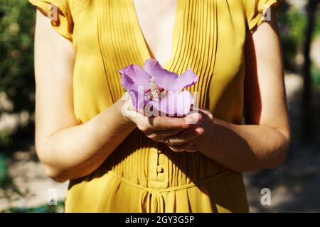 Frau in einem gelben Kleid mit einer frischen violetten Hibiskusblüte in einem Park Stockfoto